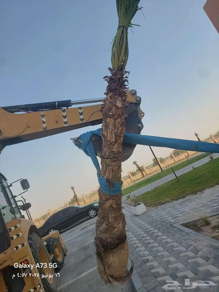 ابو علي لتوريد النخيل 3