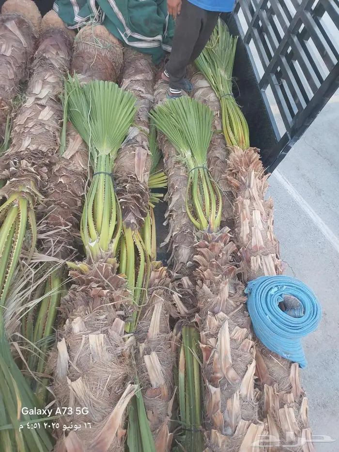 ابو علي لتوريد النخيل 1