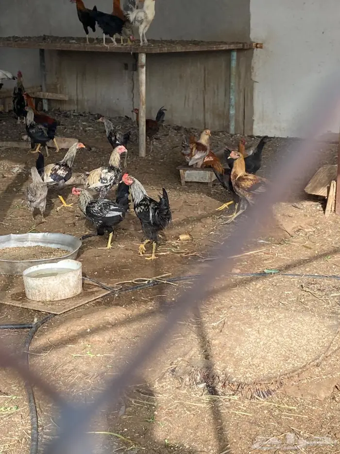 للبيع ديوك طيبه 1