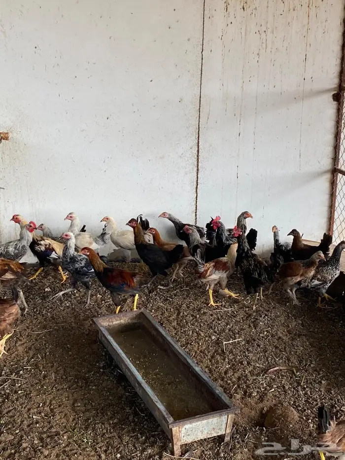 للبيع ديوك طيبه 0