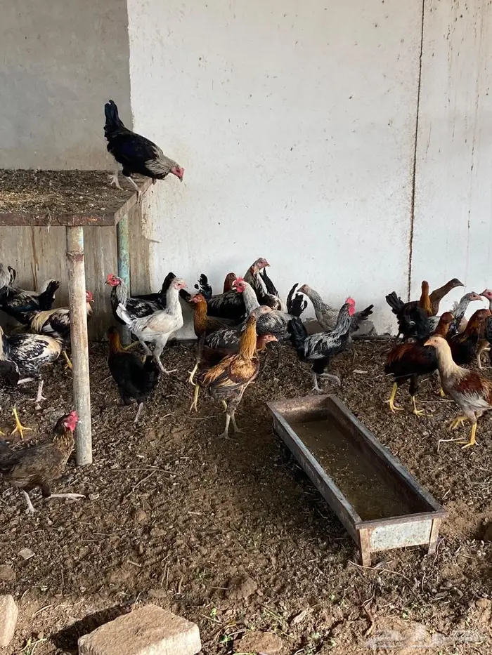 للبيع ديوك طيبه 2