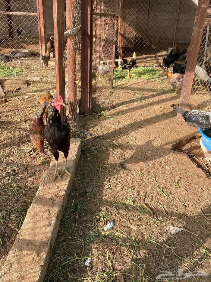 للبيع ديوك طيبه 3