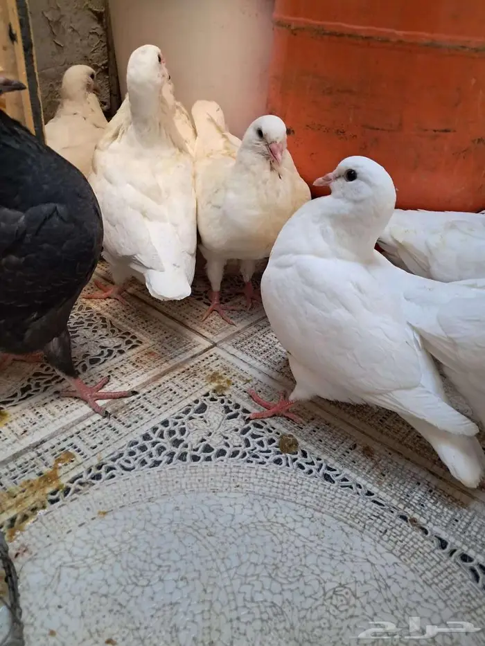 طيور طبخ أكلات 0