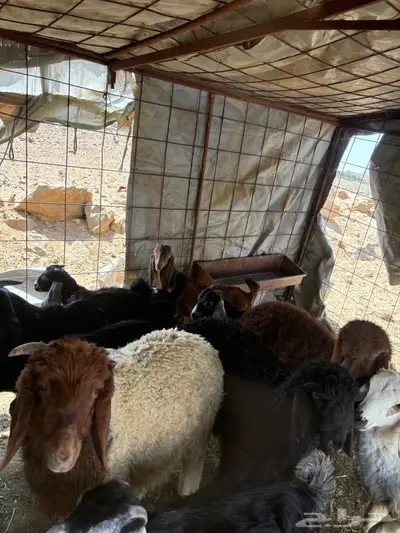 تيوس للبيع 2