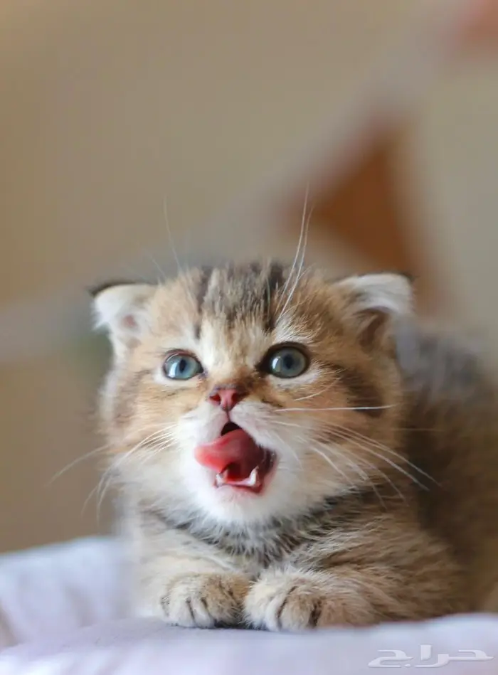 قط سكوتش فولد 2