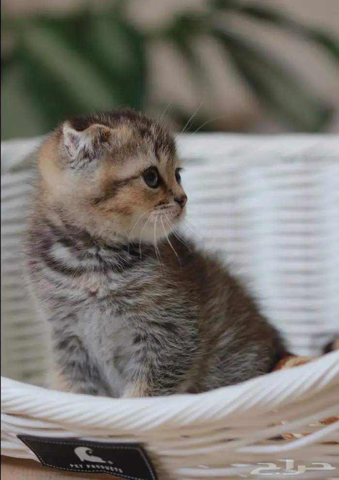 قط سكوتش فولد 1