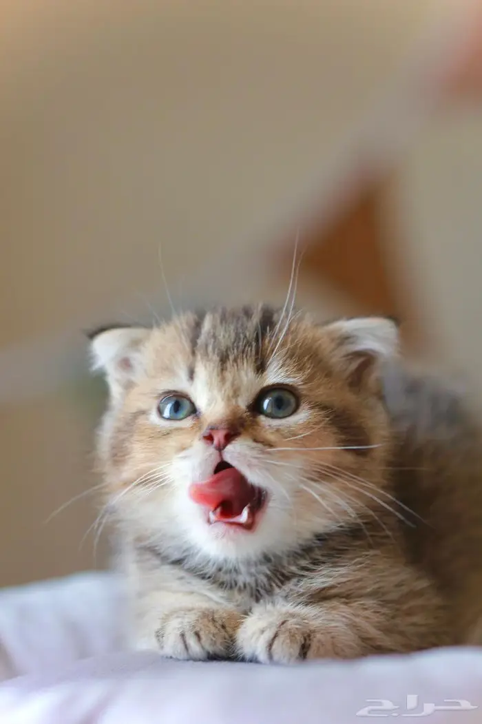 سكوتش فولد 0