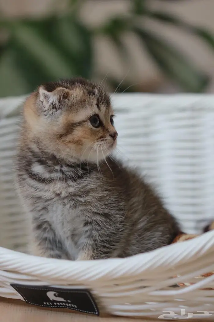 سكوتش فولد 3