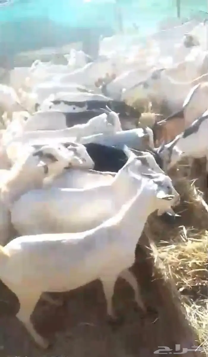 للبيع تيوس صوماليه ثنيان وربعان وجذعان 2