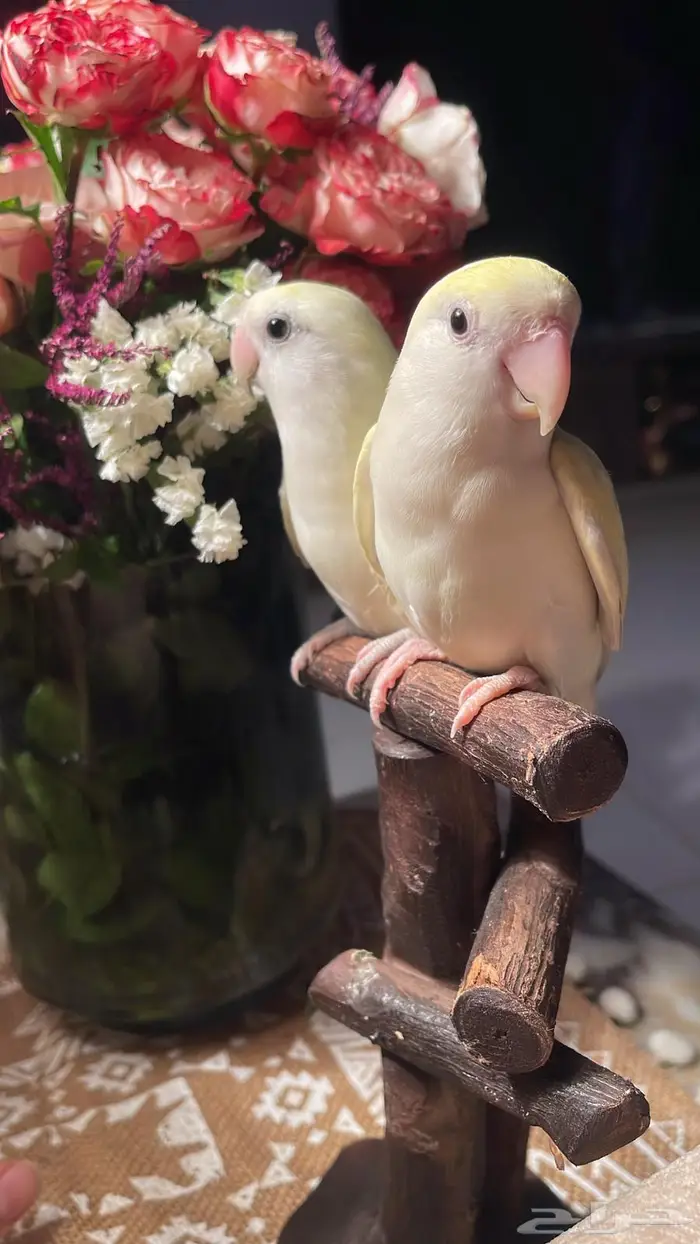 للبيع ببغاء الروز الاليف 3