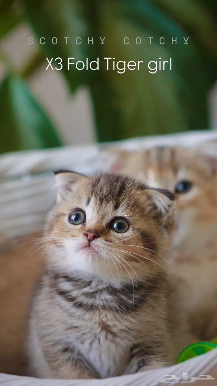 سكوتش فولد 2