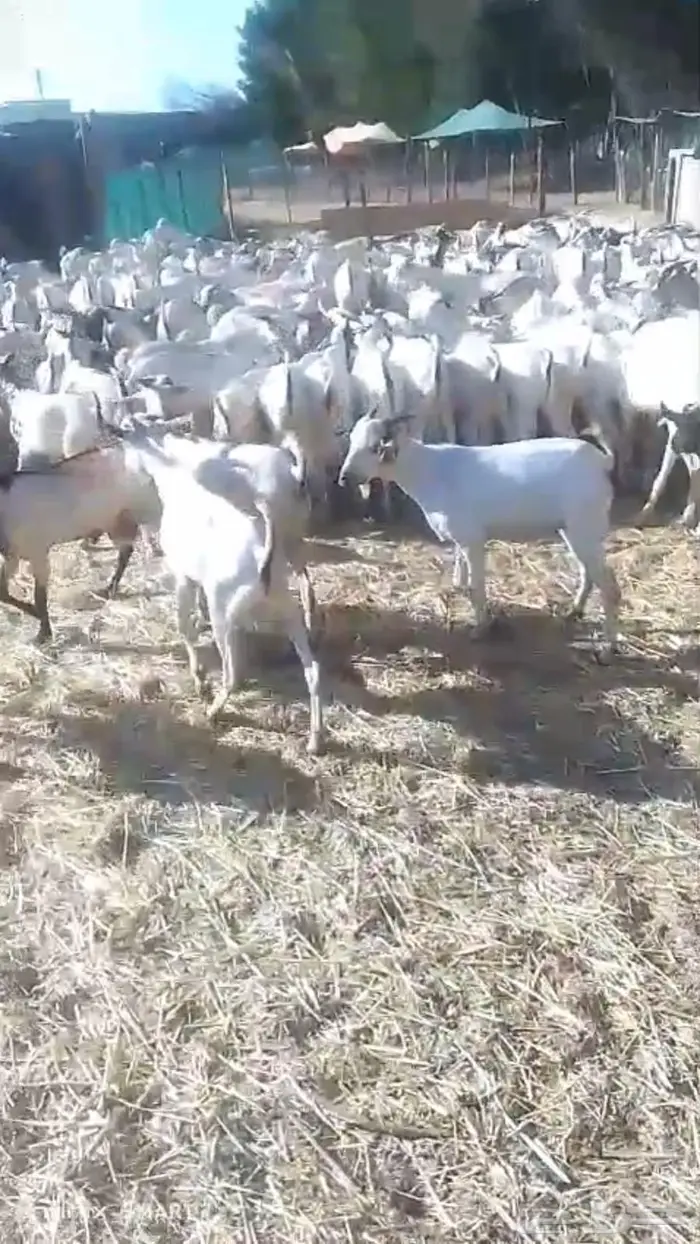 للبيع تيوس صوماليه ثنيان وربعان وجذعان 1