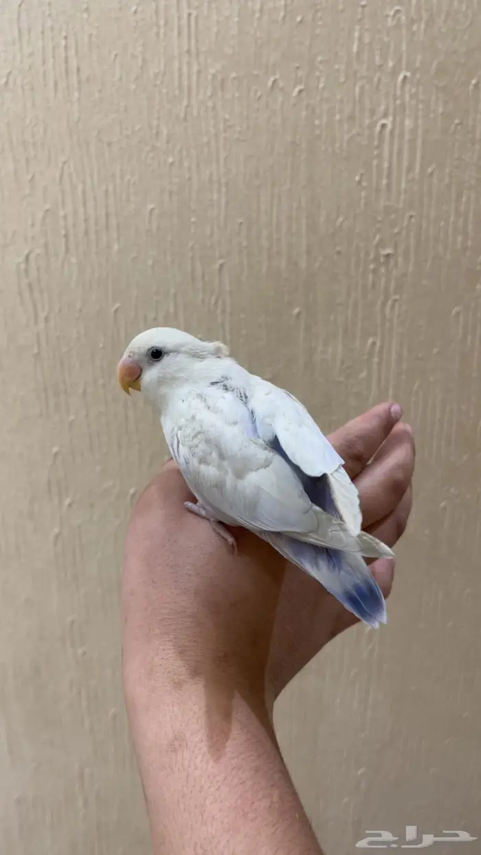 فرخ روز مفطوم هدد نشبه مايعض 1
