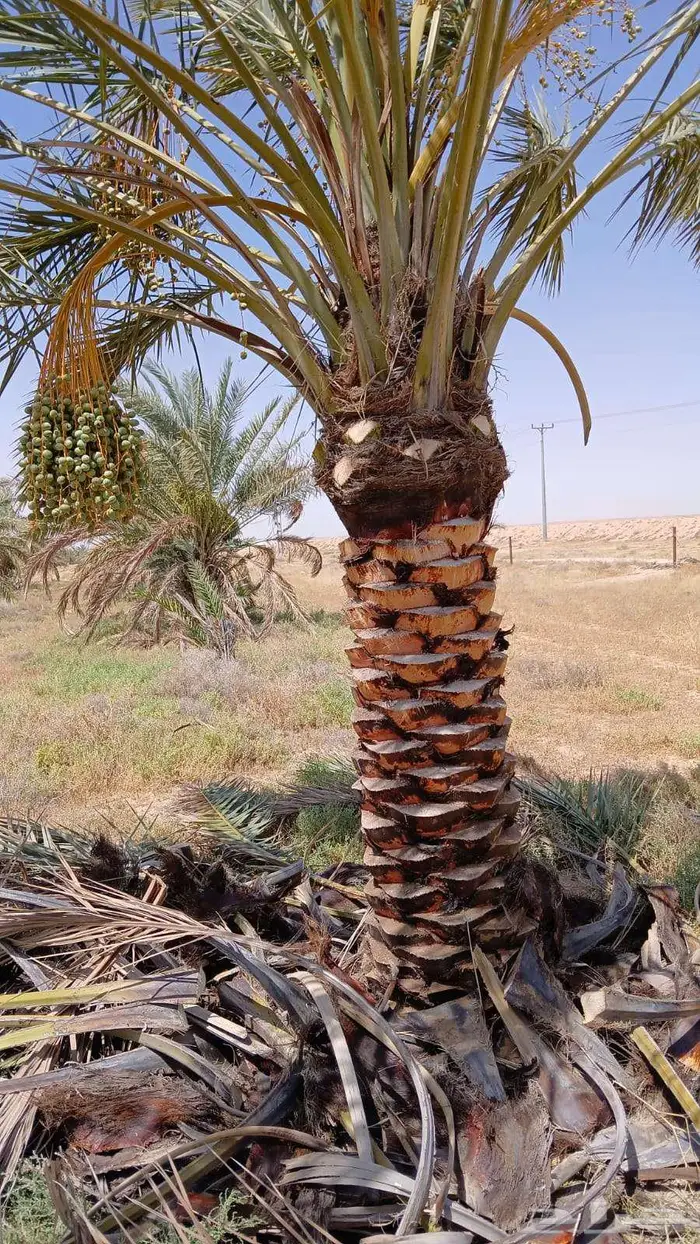 ابو علي لتوريد النخيل 6