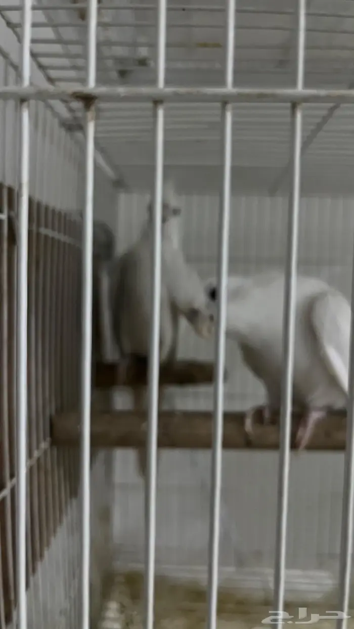 ازواج كروان وروزات 4