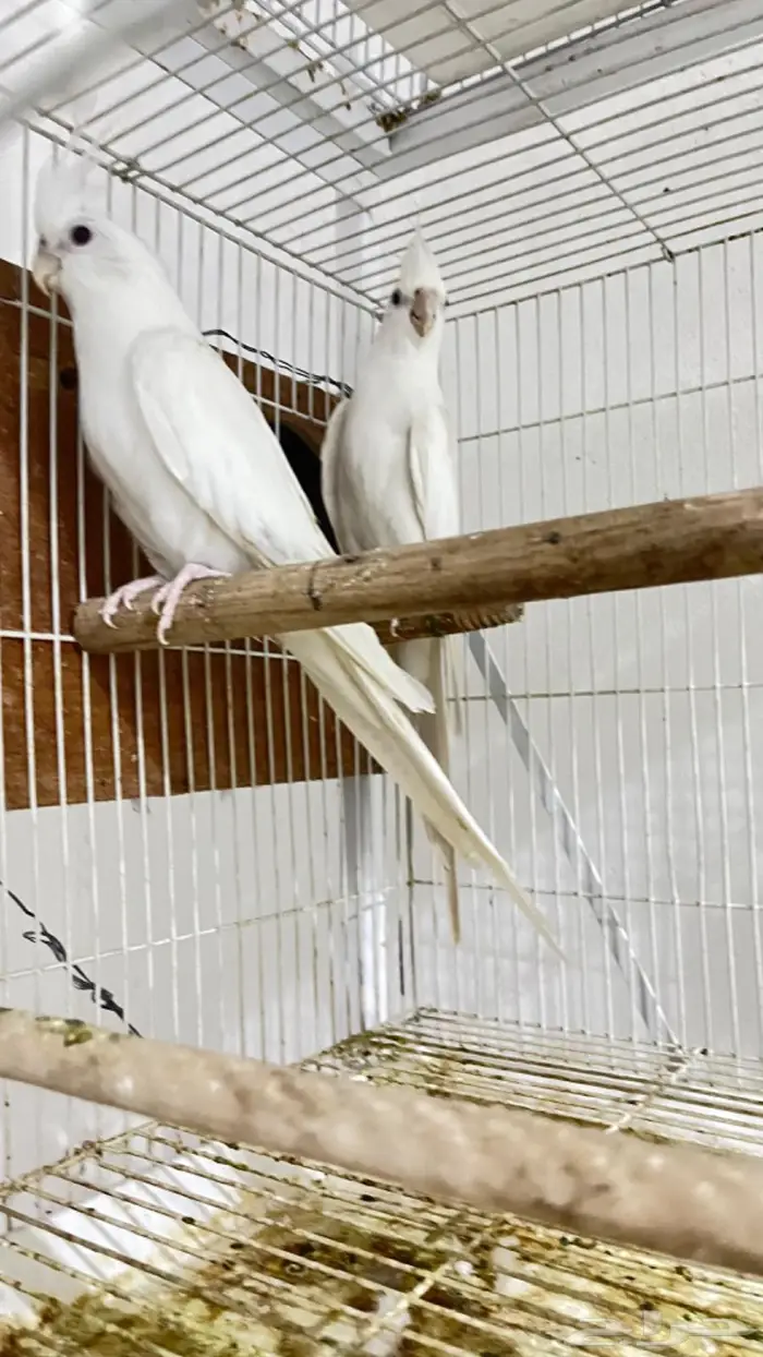 ازواج كروان وروزات 11