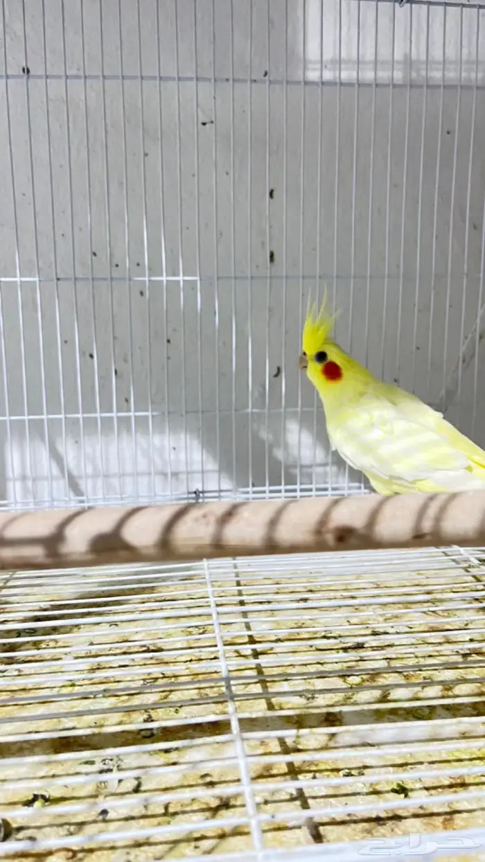 ازواج كروان وروزات 7