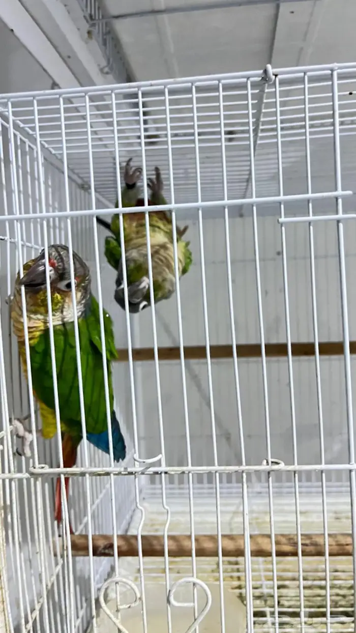 ازواج كروان وروزات 2