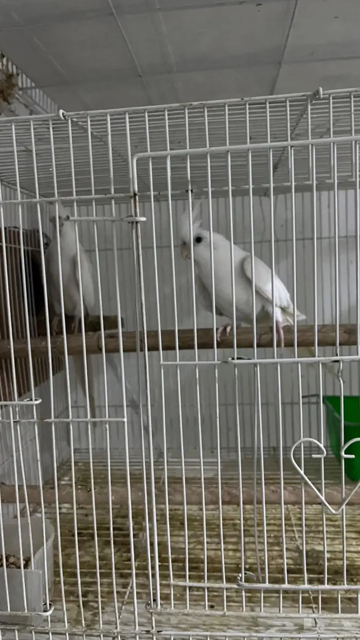 ازواج كروان وروزات 12