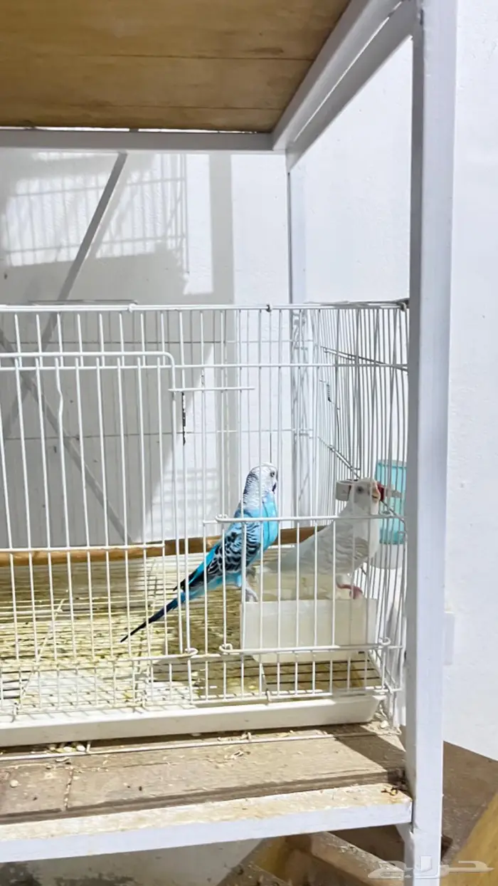 ازواج كروان وروزات 1