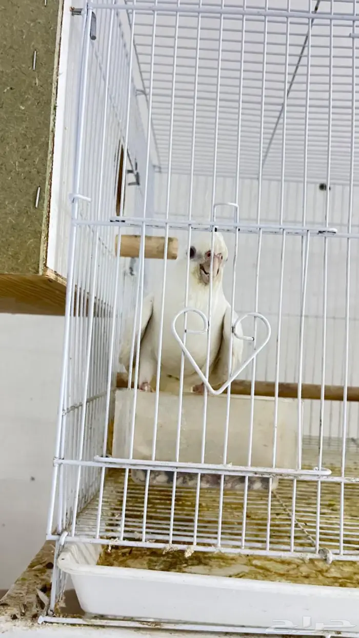 ازواج كروان وروزات 3