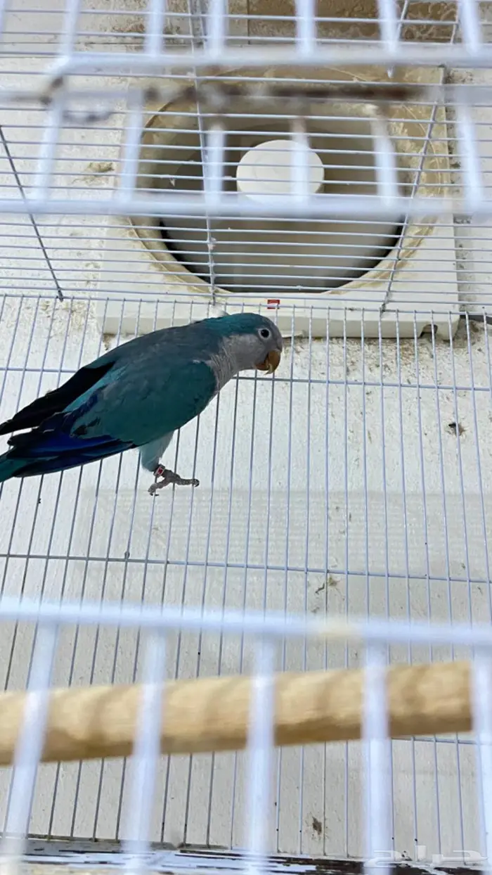 ازواج كروان وروزات 0