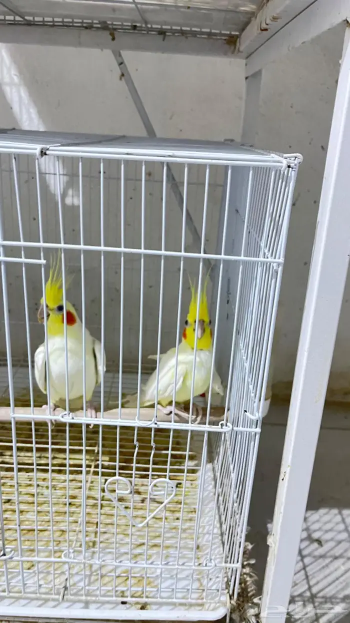 ازواج كروان وروزات 8