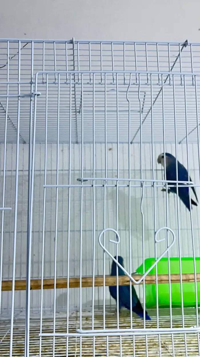 ازواج كروان وروزات 5