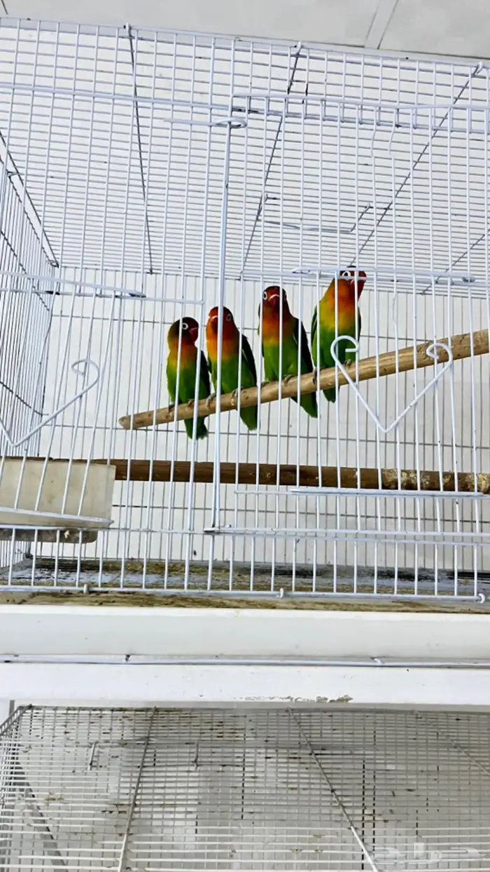 ازواج كروان وروزات 14