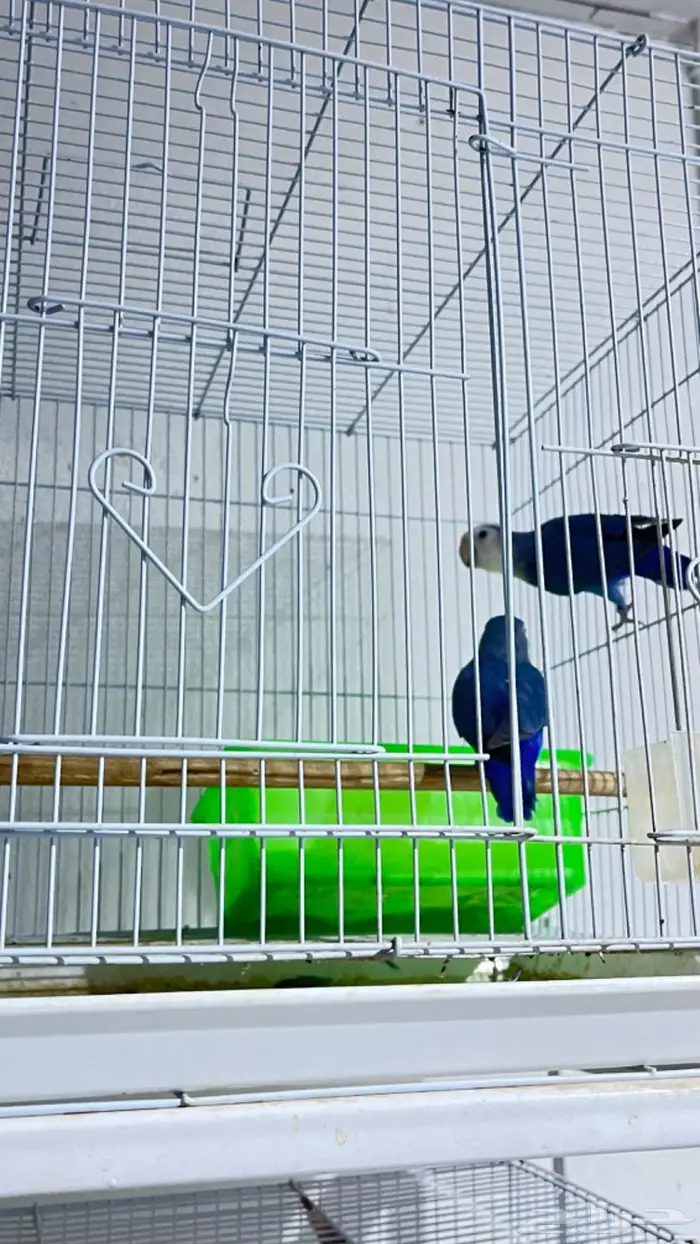 ازواج كروان وروزات 6