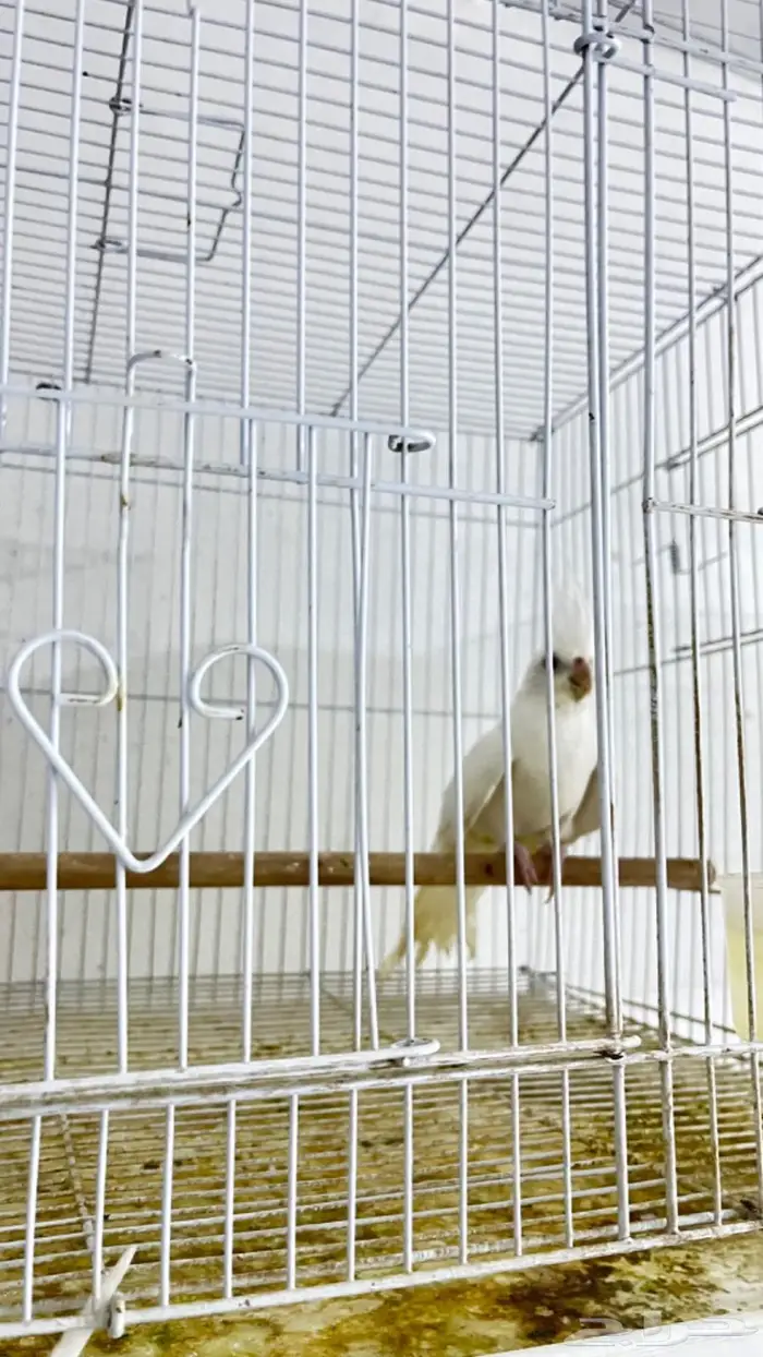 ازواج كروان وروزات 10