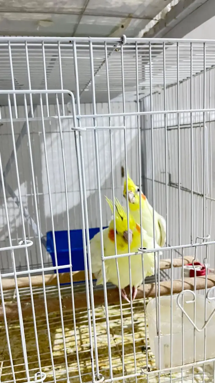 ازواج كروان وروزات 9