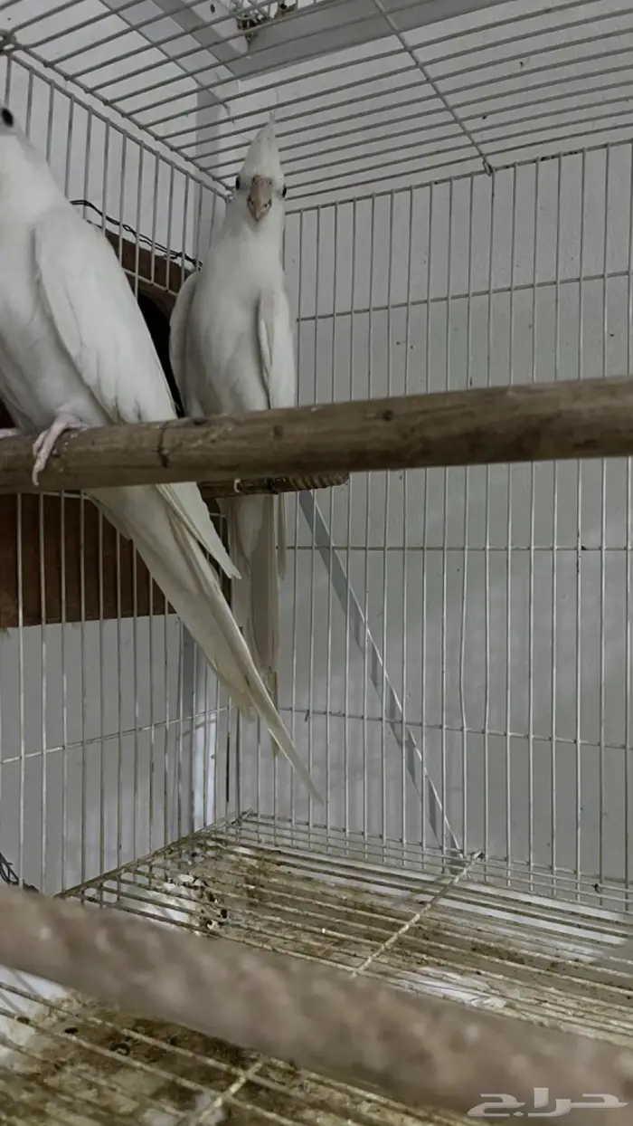 ازواج كروان وروزات 13