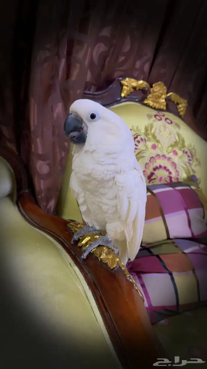 كوكاتو امبريلا 0