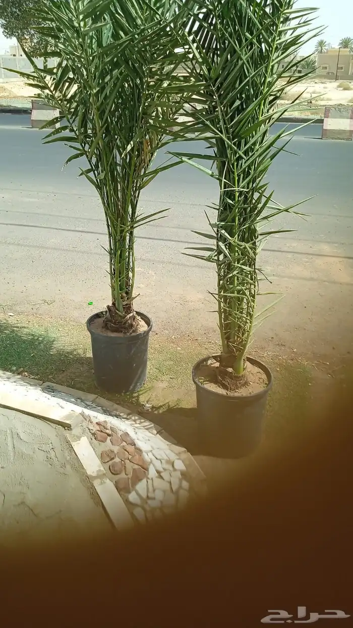 نخل مجذر 0