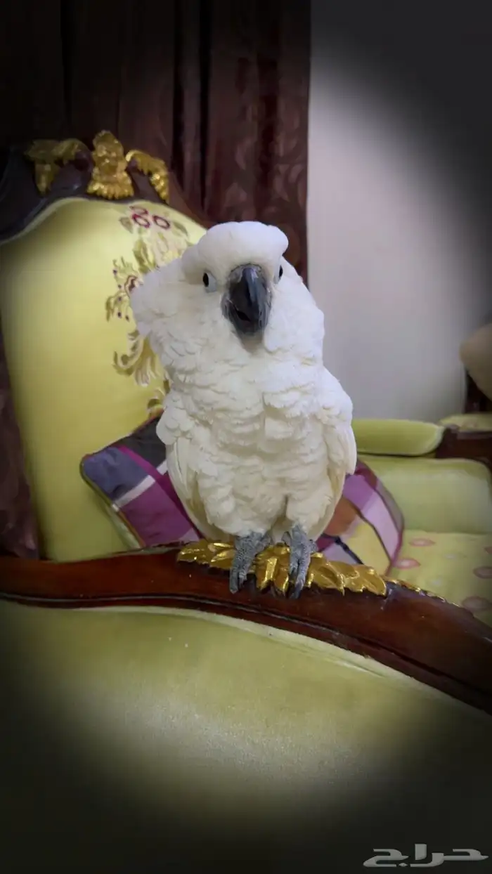 كوكاتو امبريلا 1