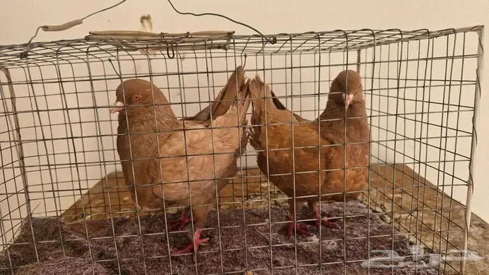 حمام كنج منتج 0