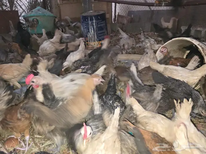 لبيع دجاج لهمن تركي وفيومي وقولدشبابي وألمنيم فرنسي وكلمبي 0