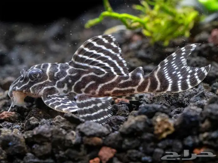 سمك زينة بليكو L333 . تم البيع 0