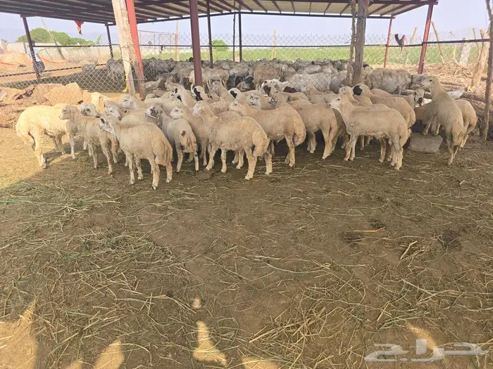 خرفان بلدي رفان 1