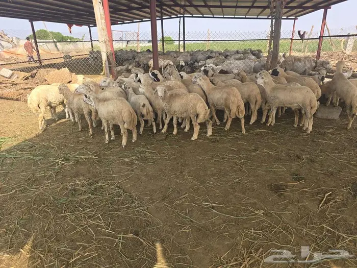 خرفان بلدي رفان 2