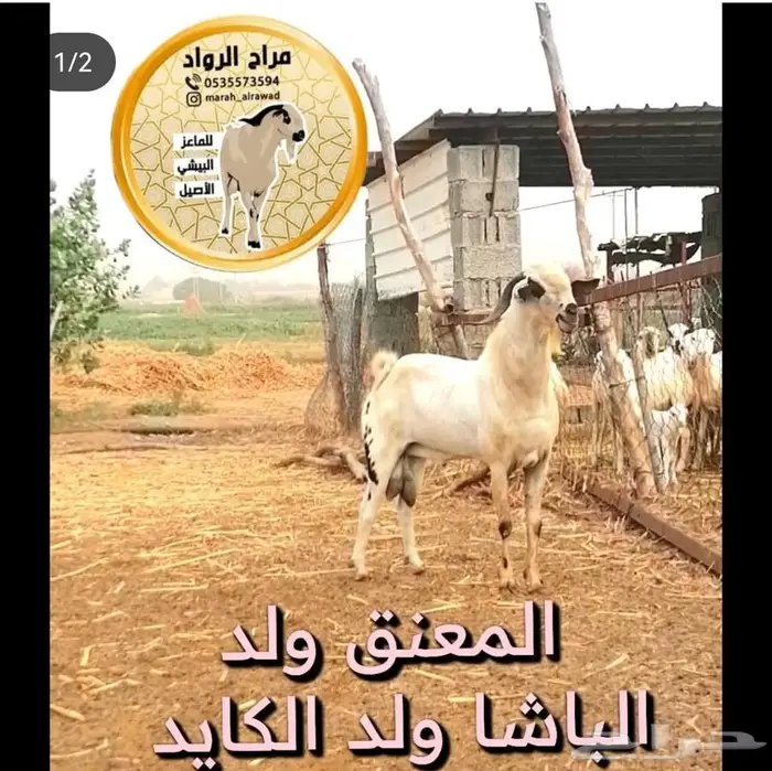 ( تم البيع )عرض جفار بيشيات انتاج مراح الرواد 2