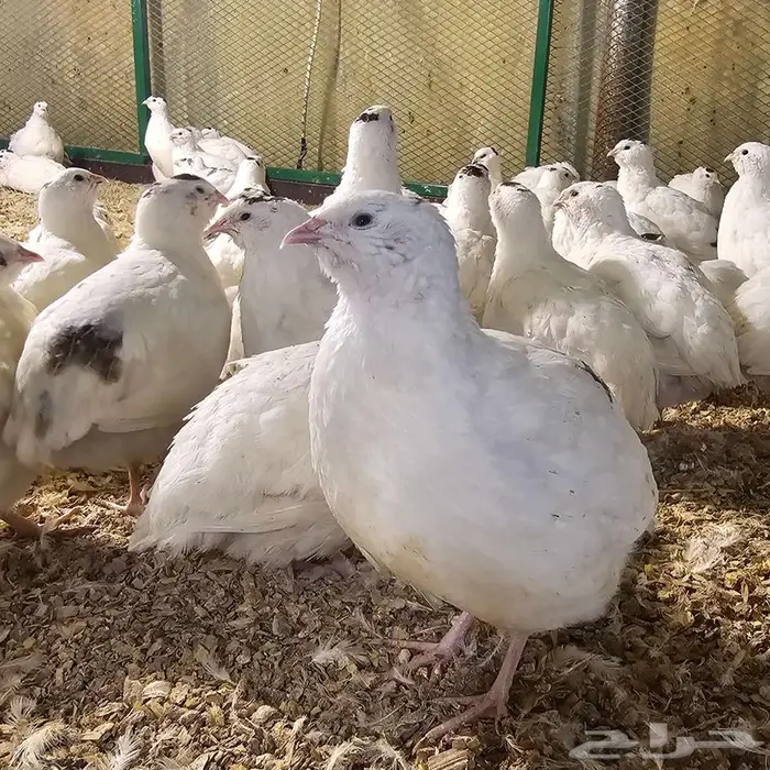 سمان تكساس فروخ ذبح 0