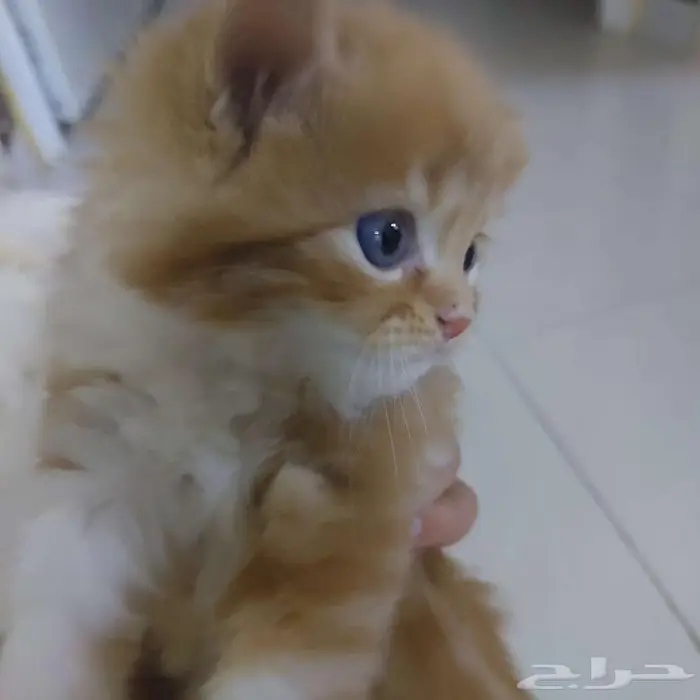 قط كيتين بني جميل ولعوب للتبني 2
