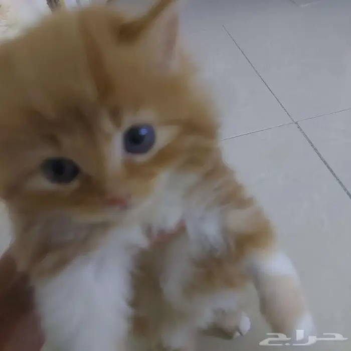 قط كيتين بني جميل ولعوب للتبني 0