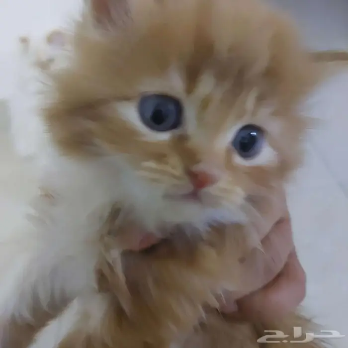 قط كيتين بني جميل ولعوب للتبني 1