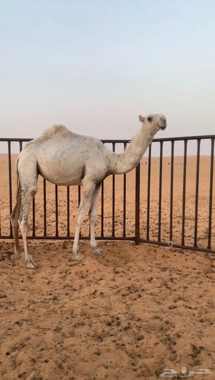 للبيع بكره مفروده عليانيه 0