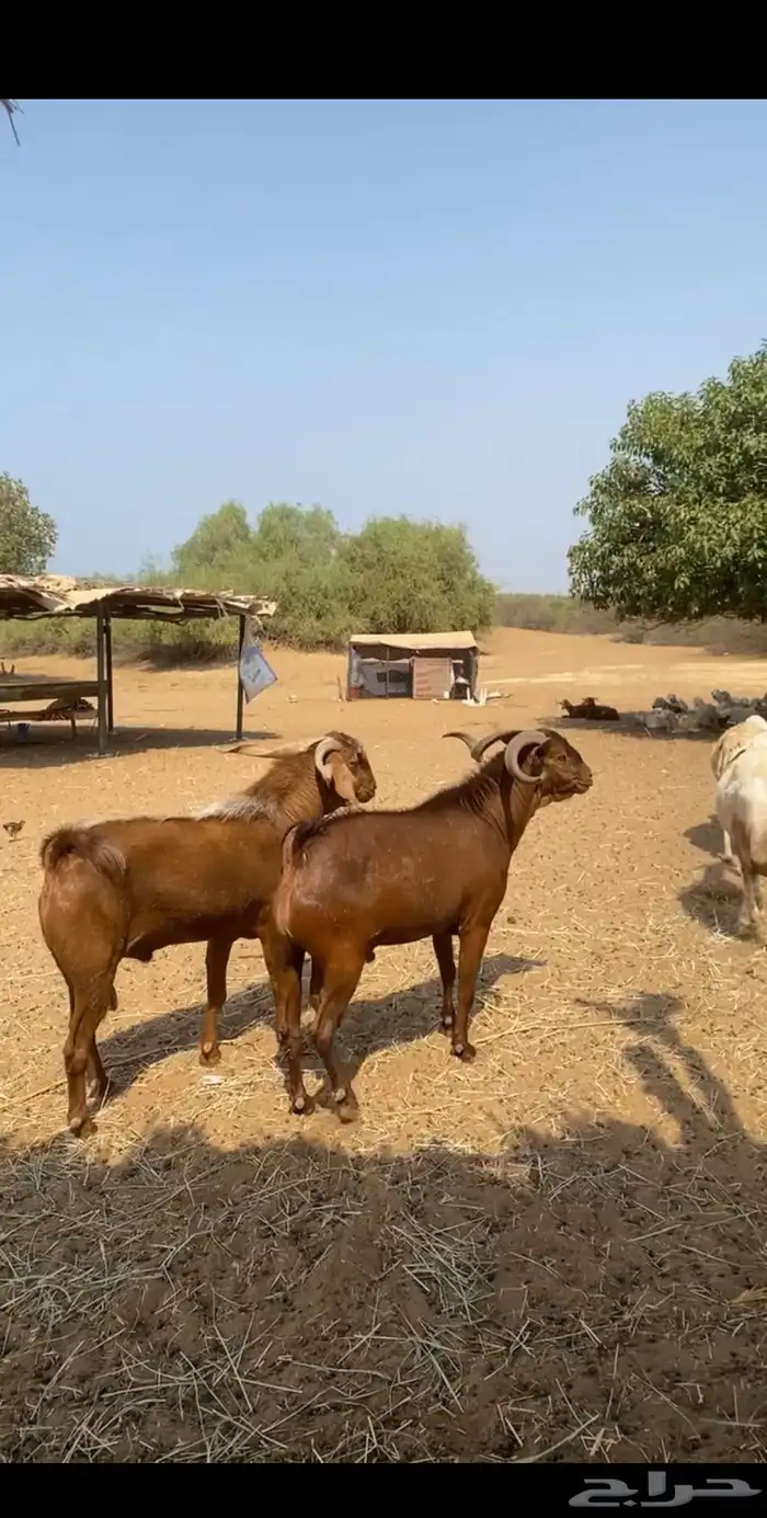 فحول دهم واحد بلدي واحد مهجن 5