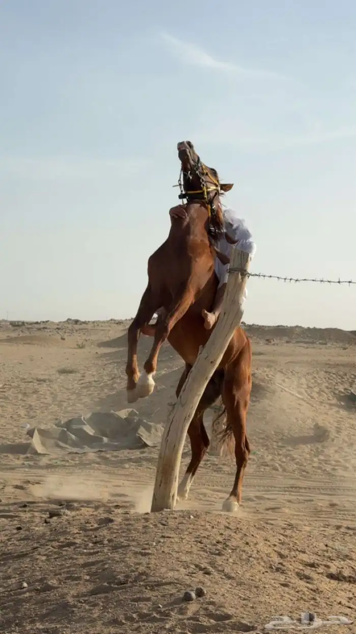 خيول 0