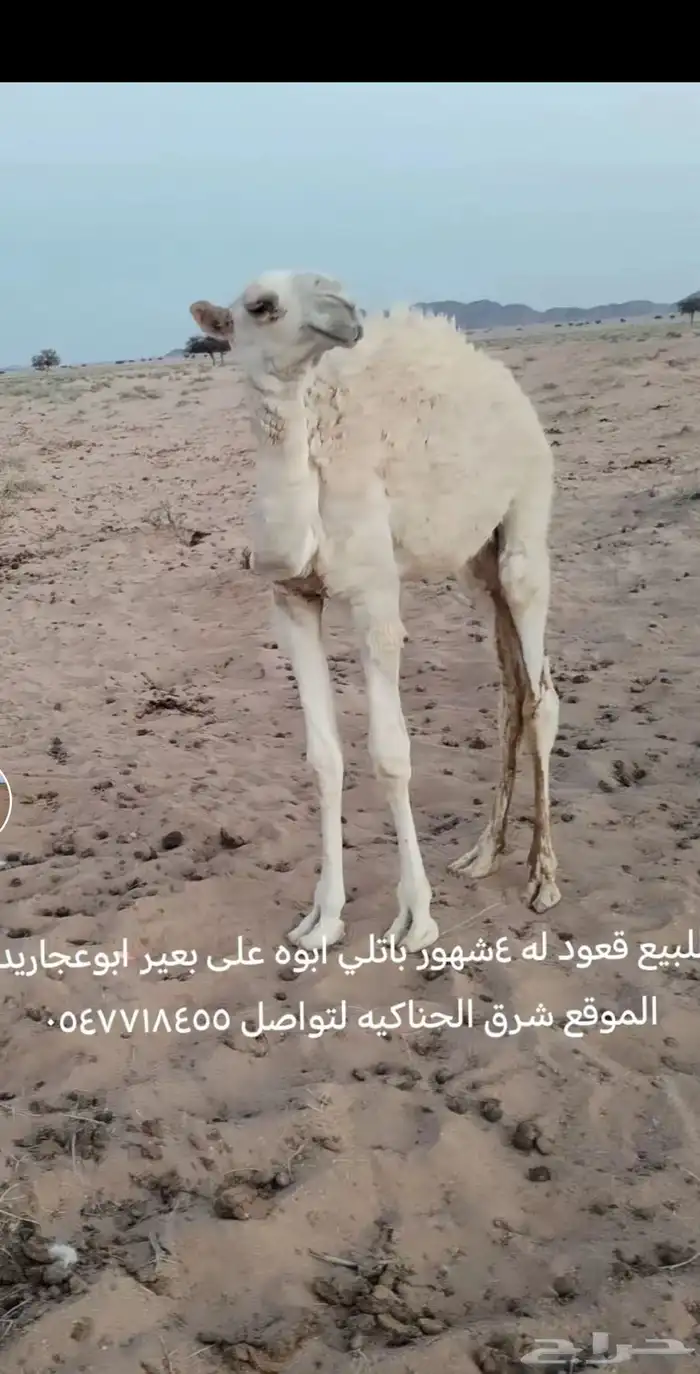 قعود طيب 0
